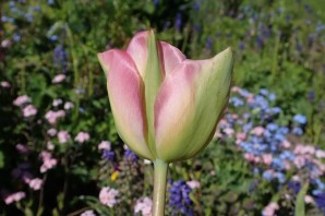 Тюльпан околоцветник