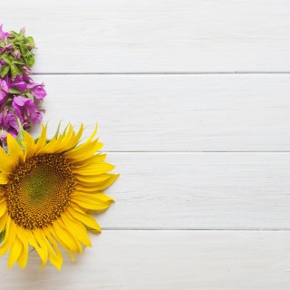 Подсолнухи обои