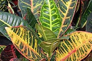 Фикус с разноцветными листьями