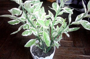 Комнатный цветок с зелено белыми листьями