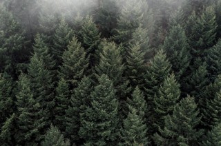 Темнохвойная тайга растения