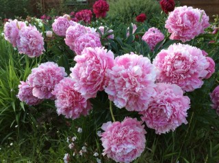 Пион премьера