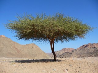 Песчаная акация в пустыне