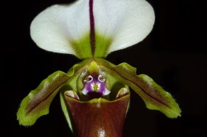 Тулкан орхидея