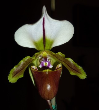 Тулкан орхидея