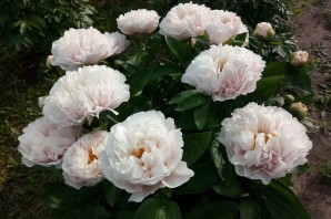 Пион блашинг принцесс