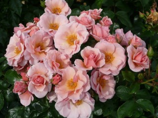 Роза чекмейт