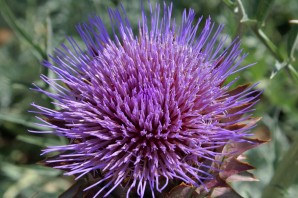 Колючее растение с фиолетовыми цветами