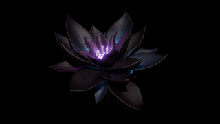 Черный лотос цветок