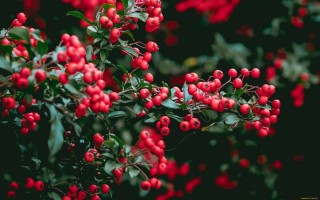 Куст с терпкими ягодами