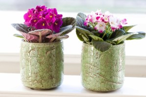 Фиалки в горшке