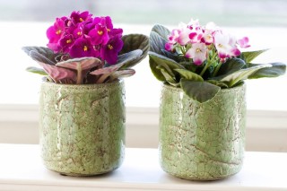 Фиалки в горшке