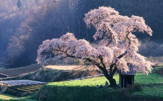 Национальное дерево японии