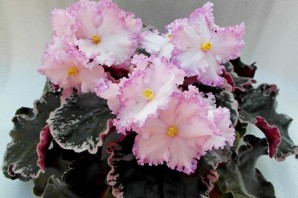 Фиалка фрейлина