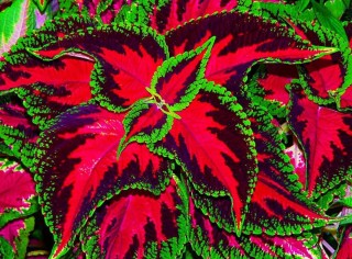 Домашний цветок крапивка