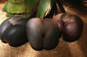 Сейшельский орех