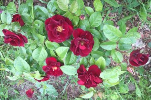 Роза нуар дезир