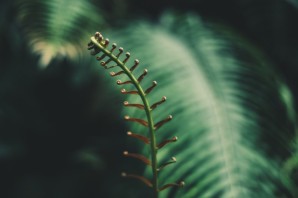 Первые сосудистые растения