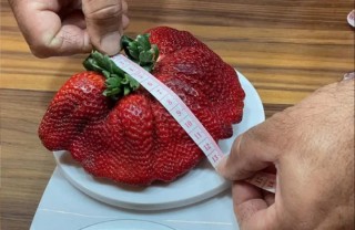 Самая большая клубника в мире