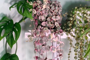 Висячий цветок