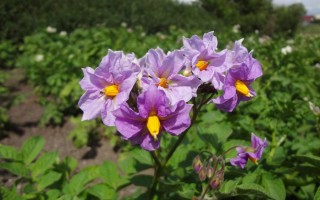 Цветущий картофель