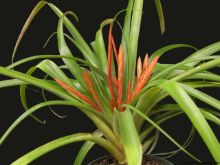 Растение с узкими длинными листьями