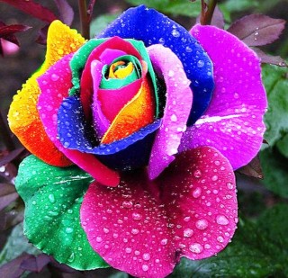 Редкий цветок