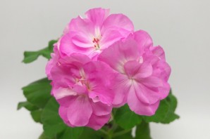 Пеларгония дикая роза