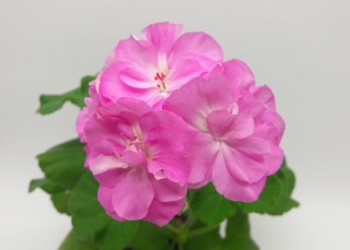 Пеларгония дикая роза