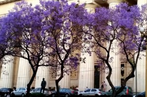 Фиолетовые деревья в аргентине