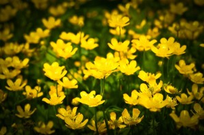 Желтые весенние полевые цветы