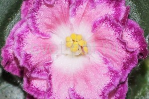 Фиалка душечка