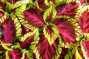 Цветок крапивка