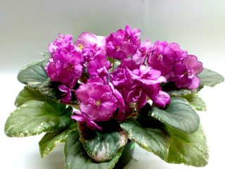 Фиалка медуница