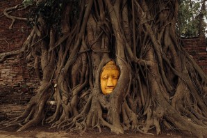 Дерево будды