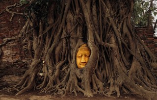 Дерево будды