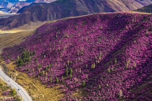 Цветение маральника