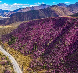 Цветение маральника