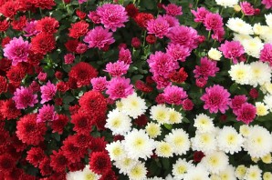 Маленькие хризантемы