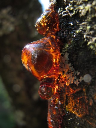 Окаменевшая смола древнейших хвойных деревьев