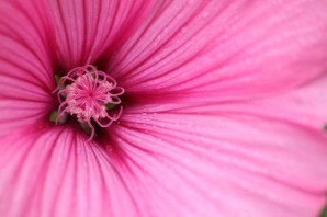 Серединка цветка