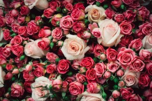 Розы на заставку телефона