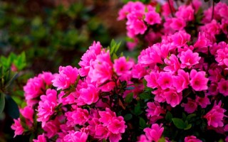 Кустовые растения