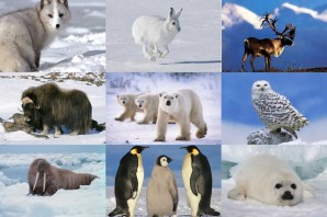 Флора и фауна арктики