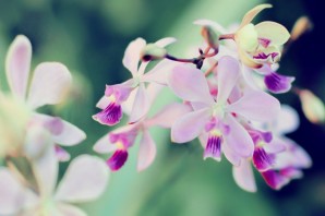 Орхидея балерина цветок