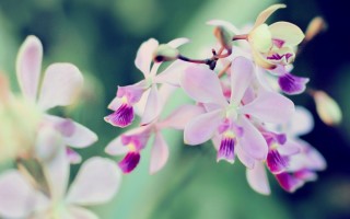 Орхидея балерина цветок
