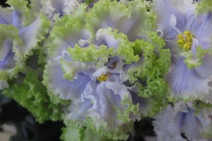 Фиалка роса в изумруде