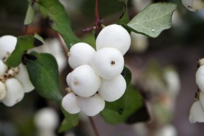 Кустарник с белыми шариками