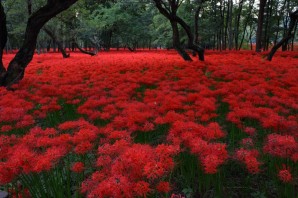 Растительный мир японии