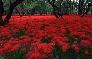 Растительный мир японии